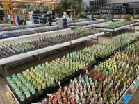 Geranium magnificum vaste plant Griffioen - Griffioen - thumbnail