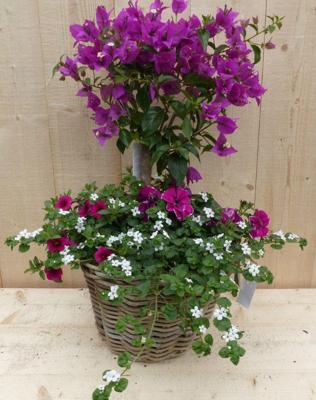 Rieten plantenbak Bougainivillea roze met zomerbloeiers mix h70 cm Warentuin Natuurlijk - Warentuin natuurlijk