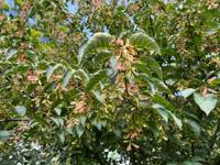 Streepjesbast esdoorn - thumbnail