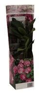 Rhododendron Roseum Elegans - thumbnail