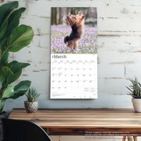 Yorkshire Terrier Kalender 2026 - thumbnail