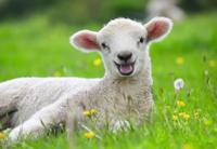 Ravensburger puzzel boederijdieren 2 x 12 stukjes - thumbnail