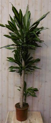 Drakenbloedboom Dracaena Massangeana Geel-Groen 160 cm kamerplant Warentuin Natuurlijk - Warentuin natuurlijk