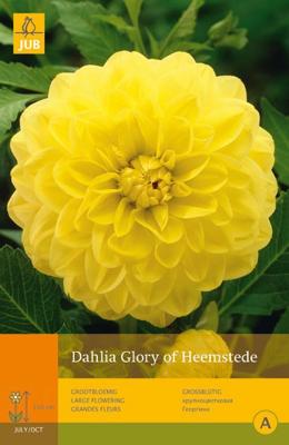 Dahlia glory of heemstede 1st bloembol zomer Dahlia JUB - Jub