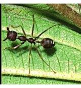 Animal Essences Ant (mier) 30 Milliliter - thumbnail