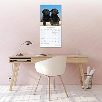 Labrador Retriever Zwart Puppies Kalender 2026 Labrador Retriever Zwart Puppies Kalender 2026