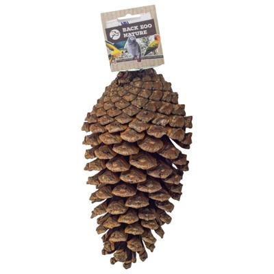 Back Zoo Nature foraging pine cone