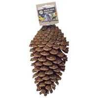 Back Zoo Nature foraging pine cone - thumbnail