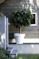 Elho: Pure Round Plantenbak 50 cm - Antraciet - thumbnail