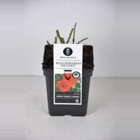 Trosroos (rosa "Red Leonardo da Vinci"®) - C5 - 1 stuks - thumbnail