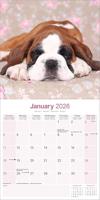 Boxer Puppies Kalender 2026 - thumbnail