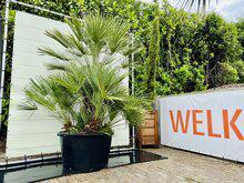 Palmboom - Chamaerops Humilis