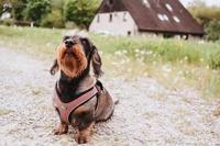 Hondentuigje Hunter Comfort Roze XXS 26-30 cm - thumbnail