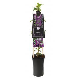 Klimplanten Clematis Noora - Paarse Bosrank 120cm