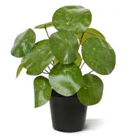 Pannenkoek Pilea 25 cm - Kunstplant - thumbnail