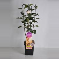 Sering (syringa vulgaris "Sensation"Parfum de Nature) - thumbnail