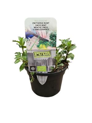 Puur Biologische zwitserse Munt