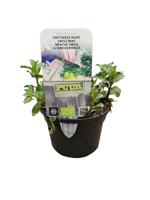 Puur Biologische zwitserse Munt - thumbnail