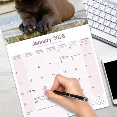 Labrador Retriever Bruin Kalender 2026 Labrador Retriever Bruin Kalender 2026