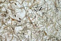 Stars of Light Tafellampje TripodHontongas hout met beige kap - 390325 - thumbnail