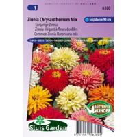Zinnia Elegans zaden Chrysanthemum mix - thumbnail