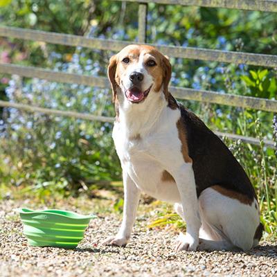 Drinkbak of voerbak Travel Bowl Groen