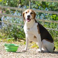 Drinkbak of voerbak Travel Bowl Groen - thumbnail