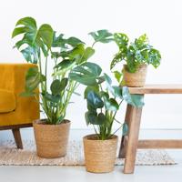 Monstera Plantenbox (3 stuks) - thumbnail