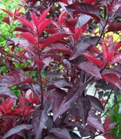 Lei-sierkers - thumbnail