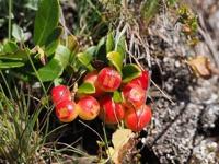 Cranberry - thumbnail