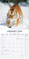 Tijger Kalender 2026 - thumbnail