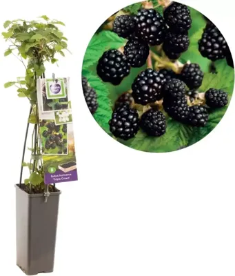 Rubus fruticosus Triple Crown Doornloze braam fruitplant Fruithof - Fruithof Rubus fruticosus Triple Crown Doornloze braam fruitplant Fruithof - Fruithof