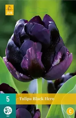 Tulipa Black Hero bloembollen 5 bollen Tulp JUB - Jub