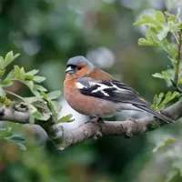 Alexsar Art Tuinschilderij boekvink 70x70cm - thumbnail