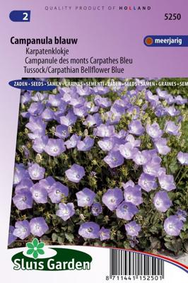 Karpatenklokje bloemzaden - Campanula blauw Karpatenklokje bloemzaden - Campanula blauw