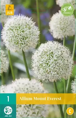 Allium Mount Everest 1 bol