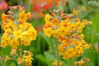 Sleutelbloem - thumbnail