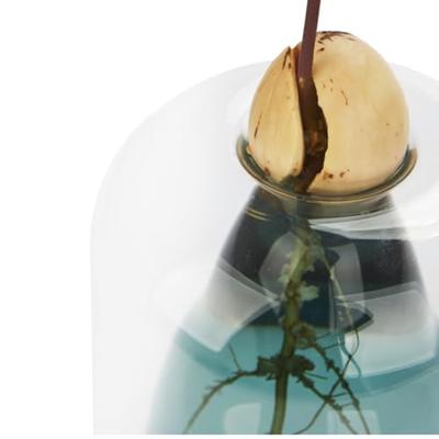 Avocado ontkiemvaas - thumbnail