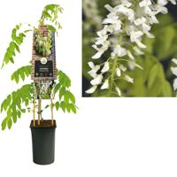 Klimplant Blauwe Regen Wit - Wisteria Floribunda Alba - thumbnail