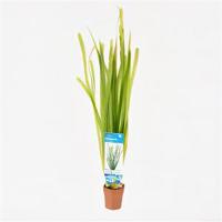 Vallisneria spiralis - 10 stuks - aquarium plant - thumbnail