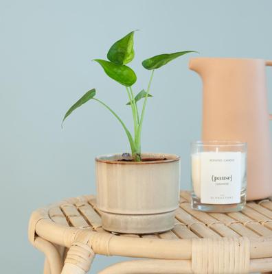 Alocasia Cucullata Variegata - P9