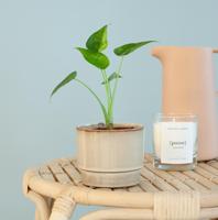 Alocasia Cucullata Variegata - P9 - thumbnail