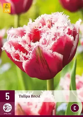 Tulp Brest 5 bollen