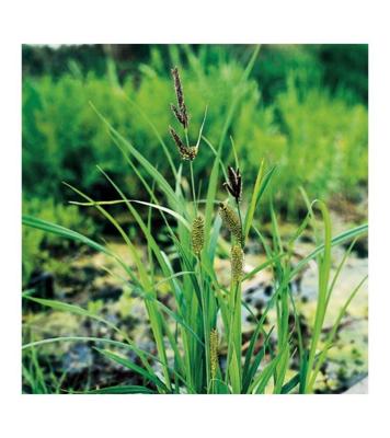 Moerings Carex riparia - Oeverzegge