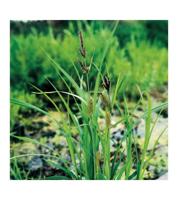 Moerings Carex riparia - Oeverzegge - thumbnail