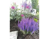 Salvia nem. Sens. Medium Deep Blue Griffioen - Griffioen - thumbnail