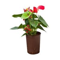 Anthurium sierra hydrocultuur plant - thumbnail