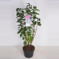Sering (syringa vulgaris "Mme Lemoine") - 70-90 cm - 1 stuks - thumbnail
