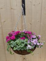 Hanging basket zomerbloeiers roze h25 cm Warentuin Natuurlijk - Warentuin natuurlijk - thumbnail