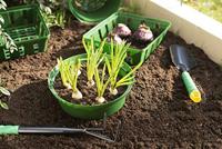 Connex Korf Voor Plantgoed 22Cm (3St) - FLOR79150 - thumbnail